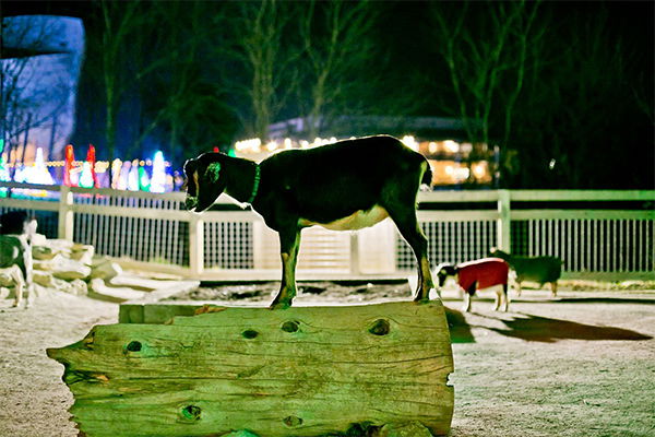 Goat During ChristmasTime at the Ark Encounter