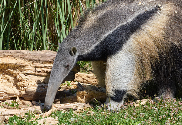 Giant Anteater