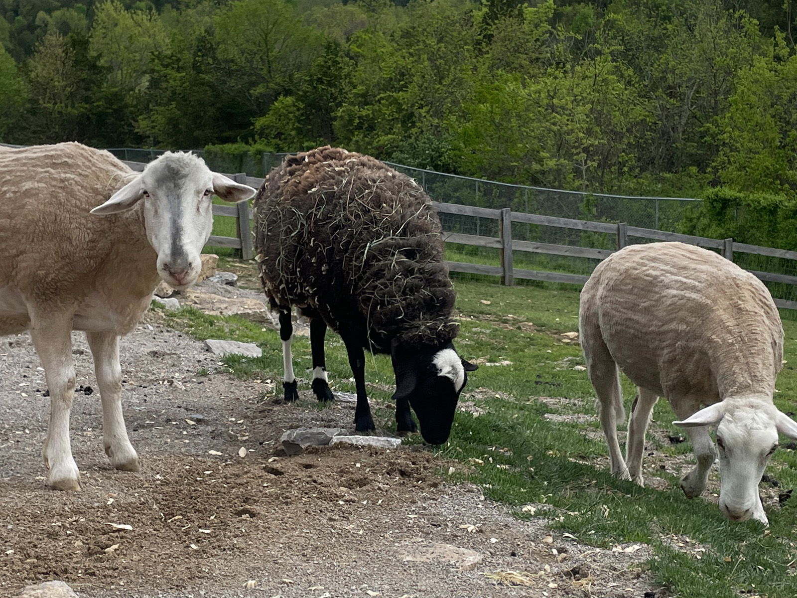 Domestic Sheep