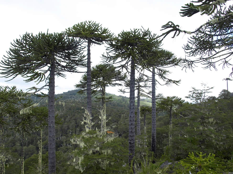 Araucaria Trees