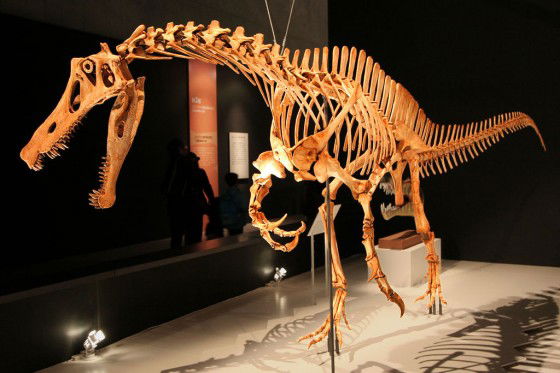 Spinosaur Skeleton