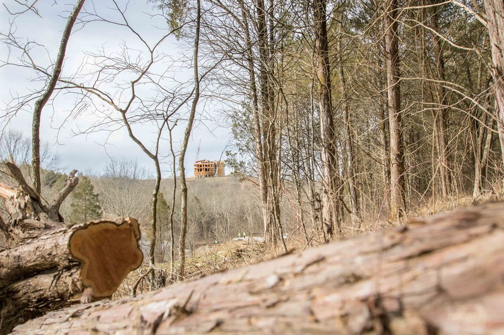 Ark Stern Above Logs