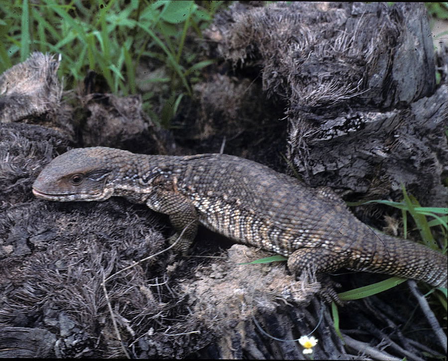 Varanus Exanthematicus