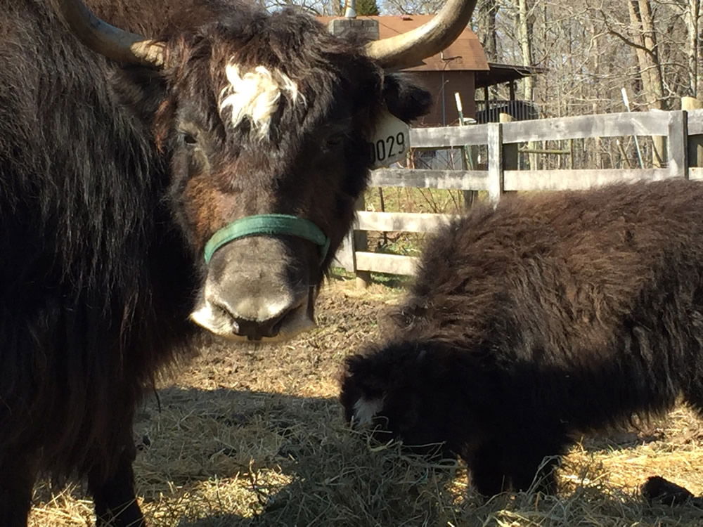 Yaks, Donkeys, Kangaroos, and More at the Ark Zoo | Ark Encounter