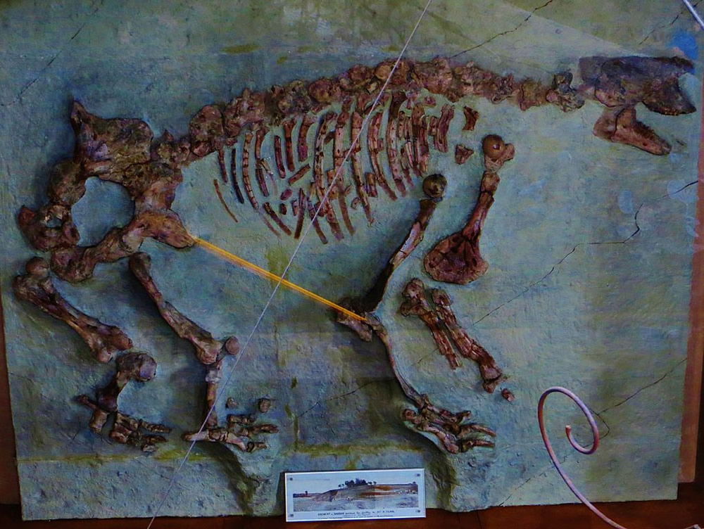 Macrotherium sansaniense Composite Skeleton