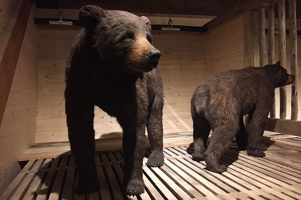 bear-kind-exhibit.jpg