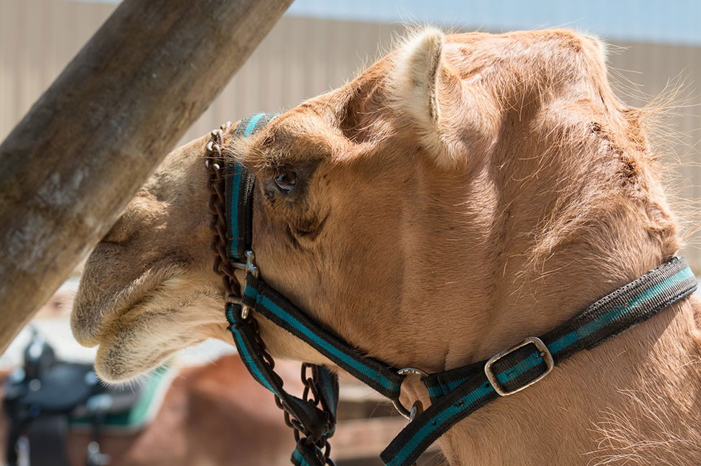 Camel Rides at the Ararat Ridge Zoo