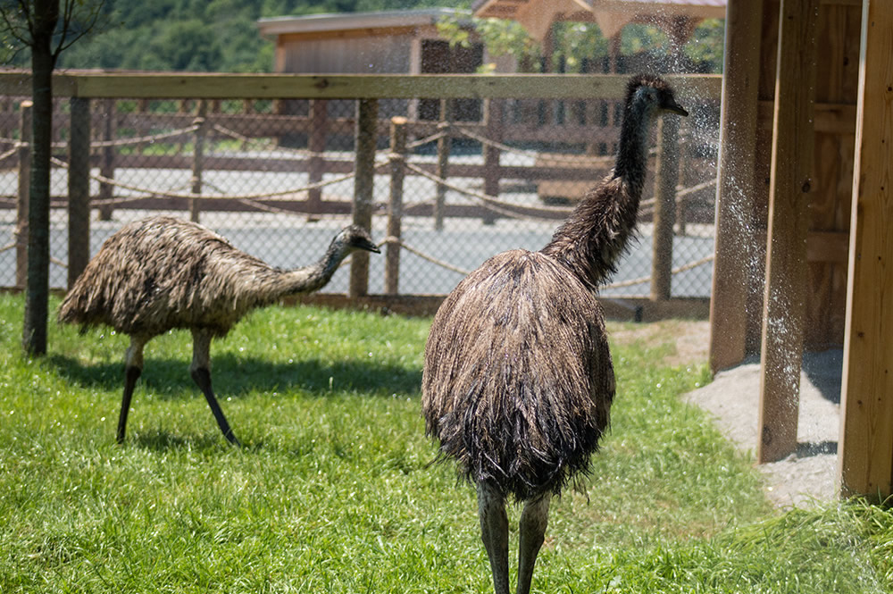 Emu Enjoying Sprinkler