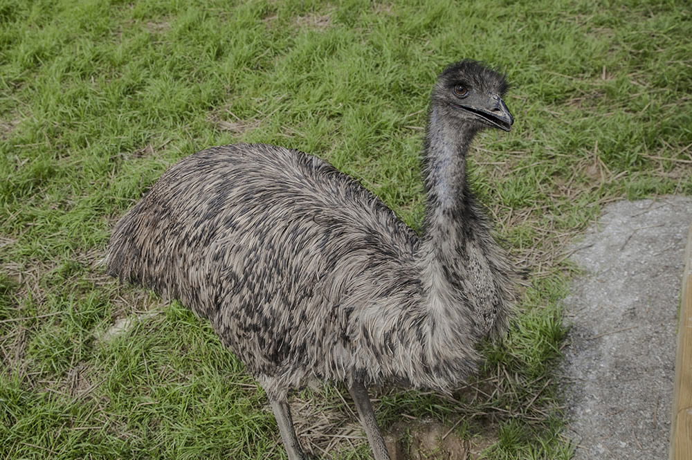 Emu