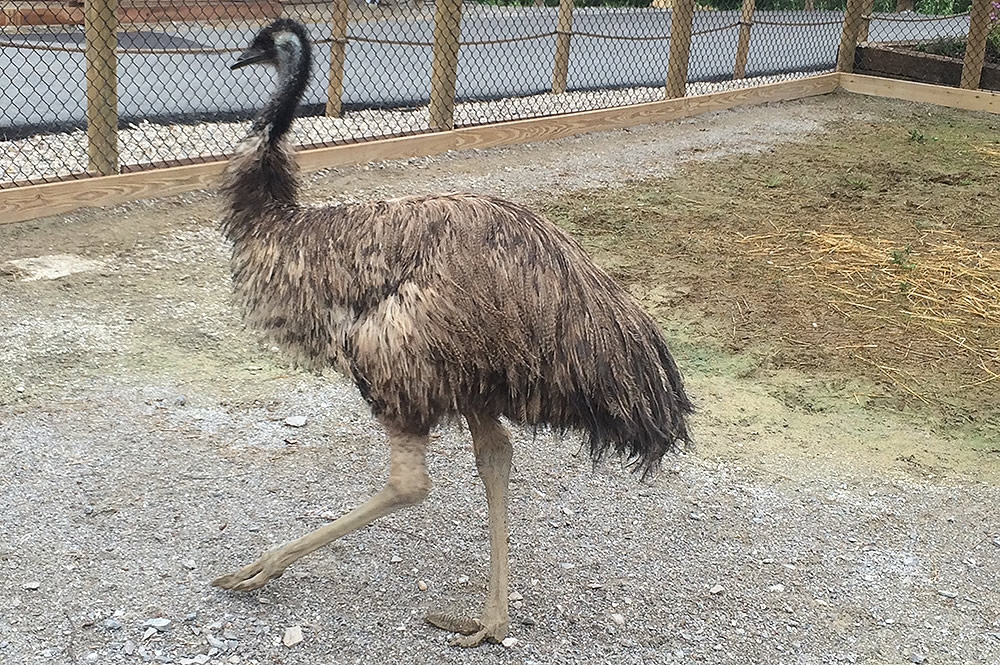 Emu Walking Around