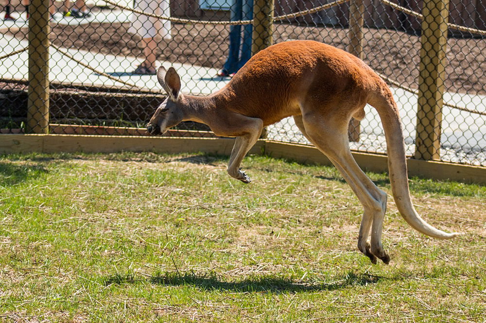 Ararat Ridge Zoo Kangaroo