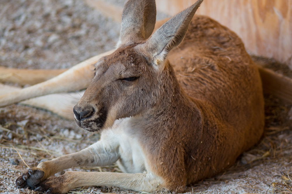 Kangaroo Resting