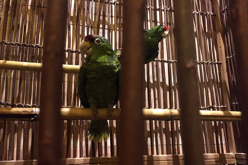 Curious Parrots