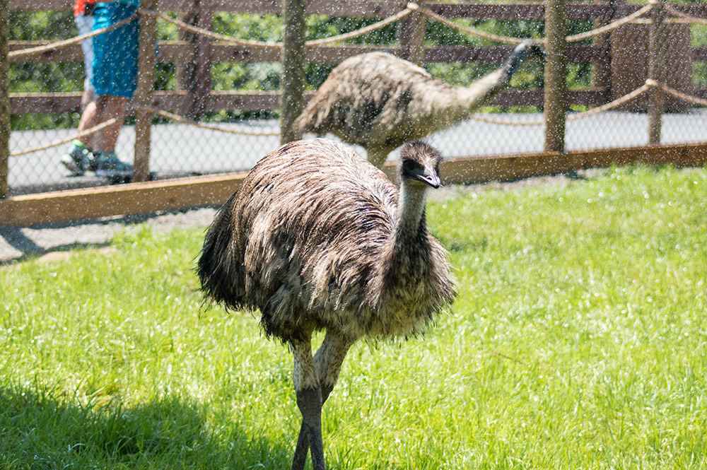 Emus Playing
