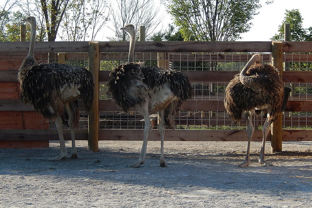 Ostriches