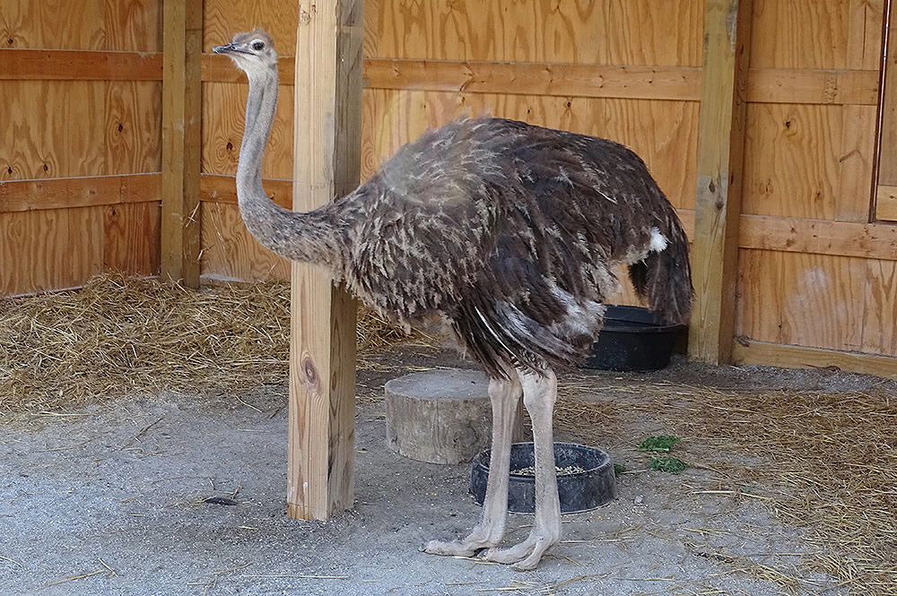 Ostrich Standing and Looking