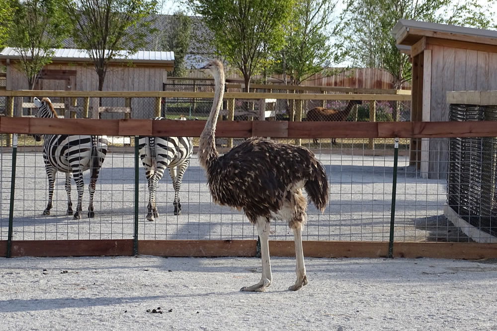 Ostrich with Zebra