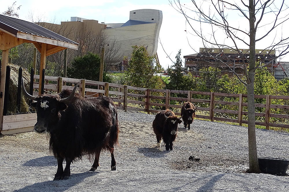 Yaks