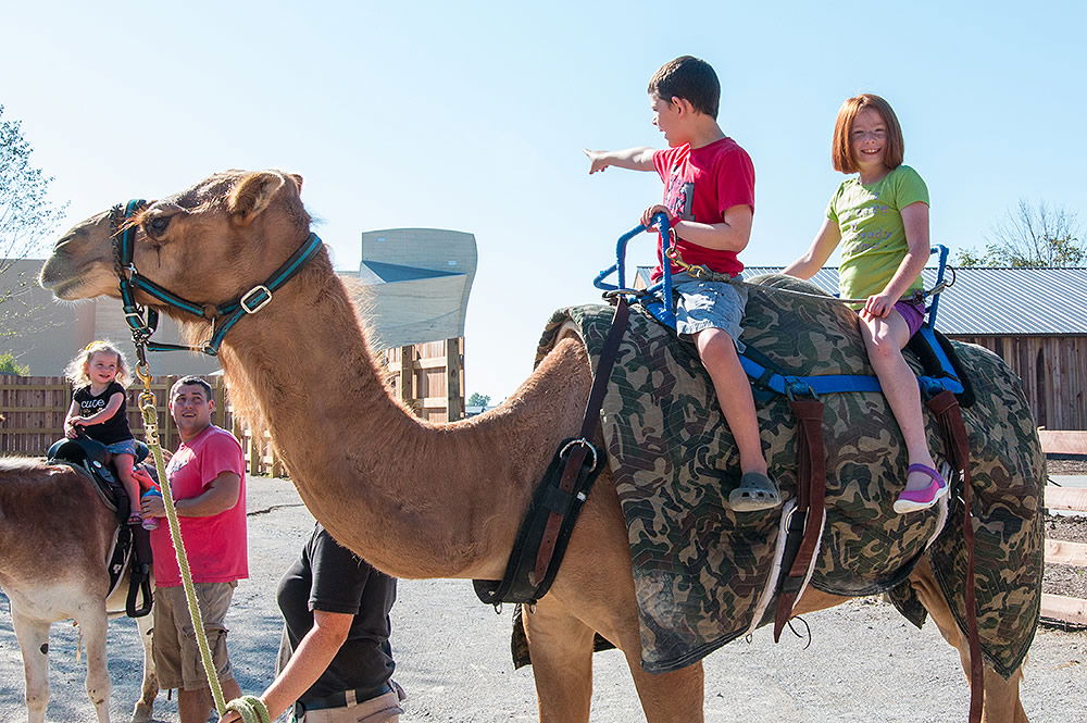 Camel Ride