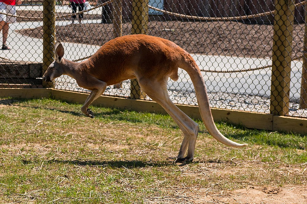 Meet the Ararat Ridge Zoo Kangaroos! | Ark Encounter