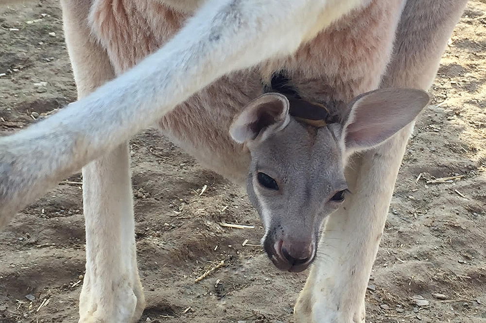 Joey Kangaroo