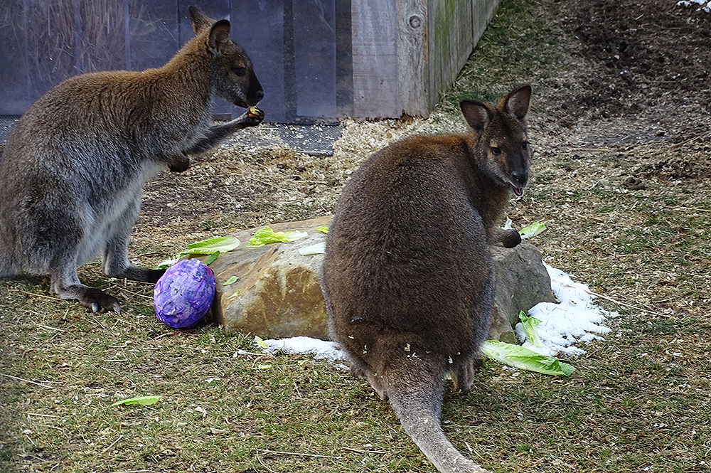 Wallabies at the Creation Museum