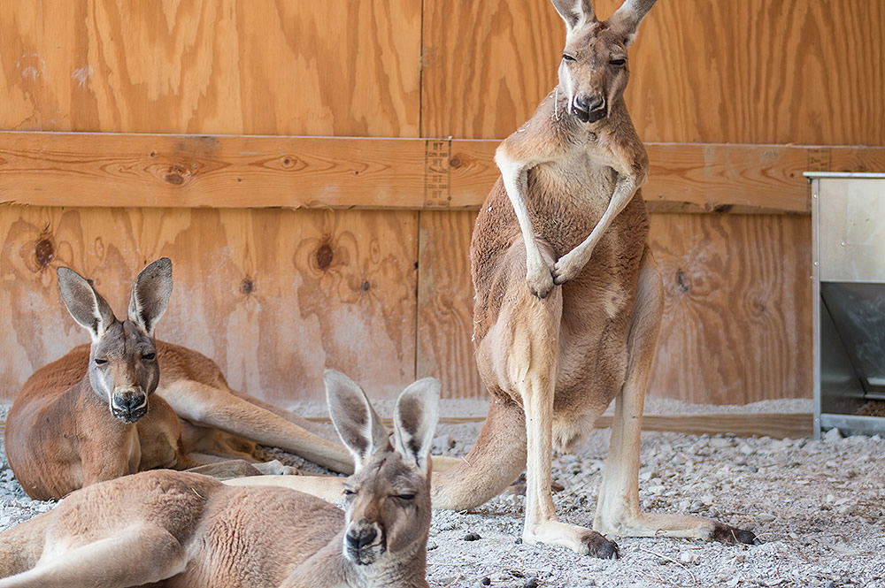 Kangaroos