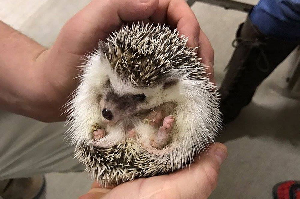 Pygmy Hedgehog