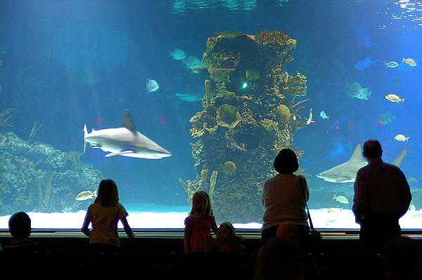 Shark Tank at the Newport Aquarium