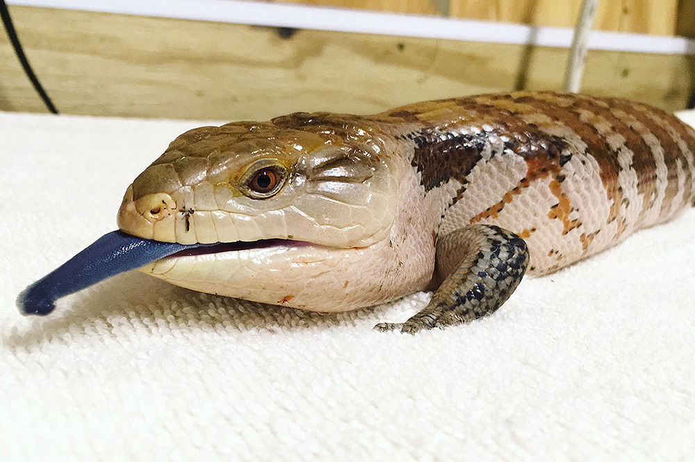 Blue-tongued skink