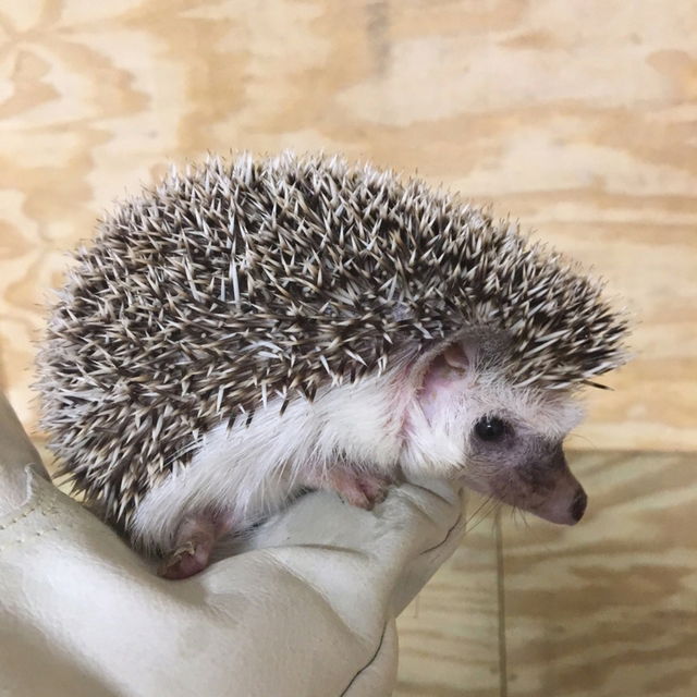 African Hedgehog