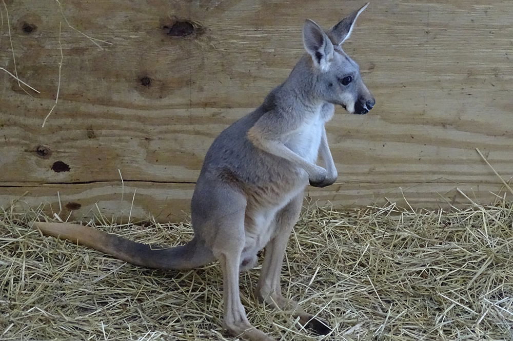 Trinity the Kangaroo