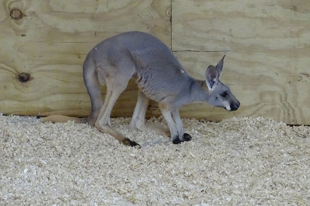 Trinity the Kangaroo