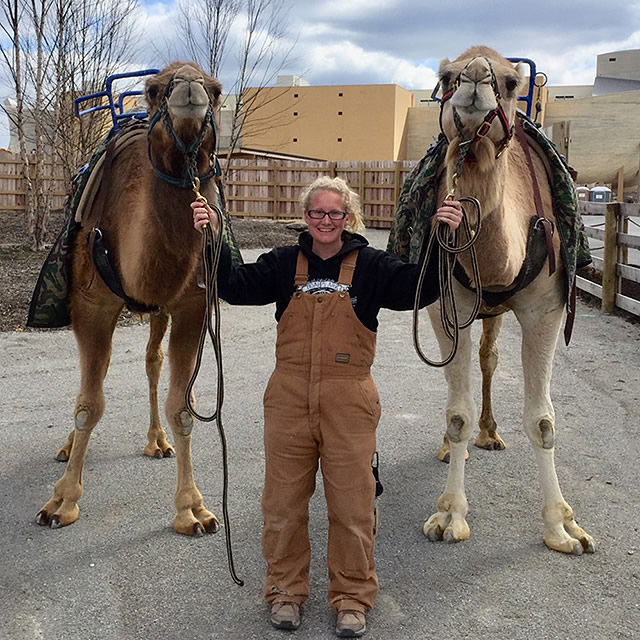 Camels in Ararat Ridge Zoo