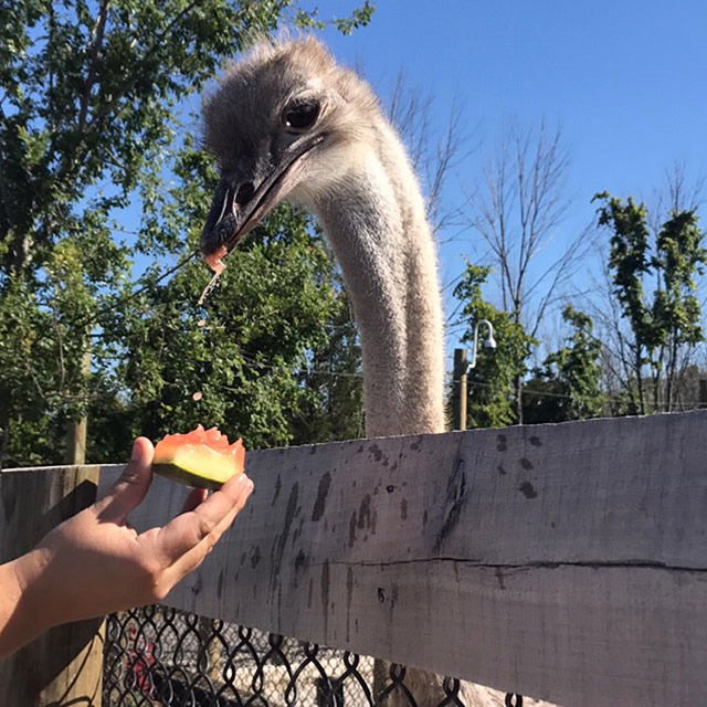 Ostrich in Ararat Ridge Zoo