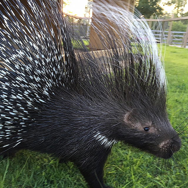 Porcupine in Ararat Ridge Zoo