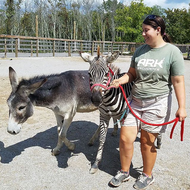 Zebra in Ararat Ridge Zoo