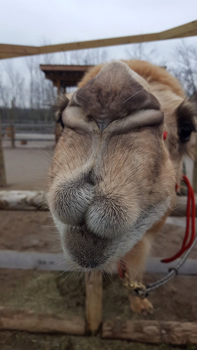 Camel Kisses