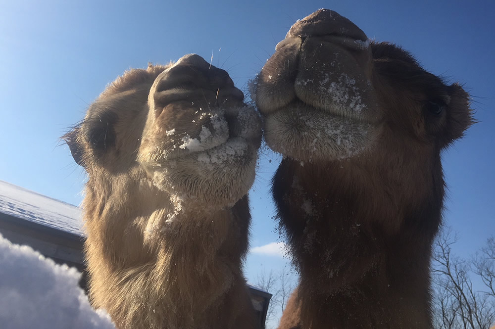 Camels Eating Snow