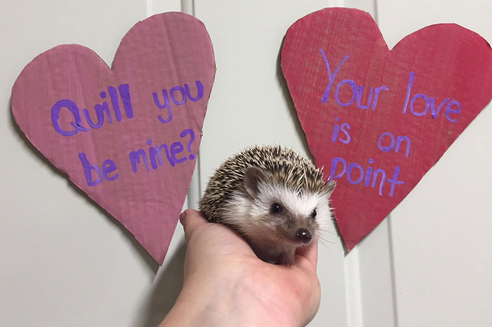 Hedgehog