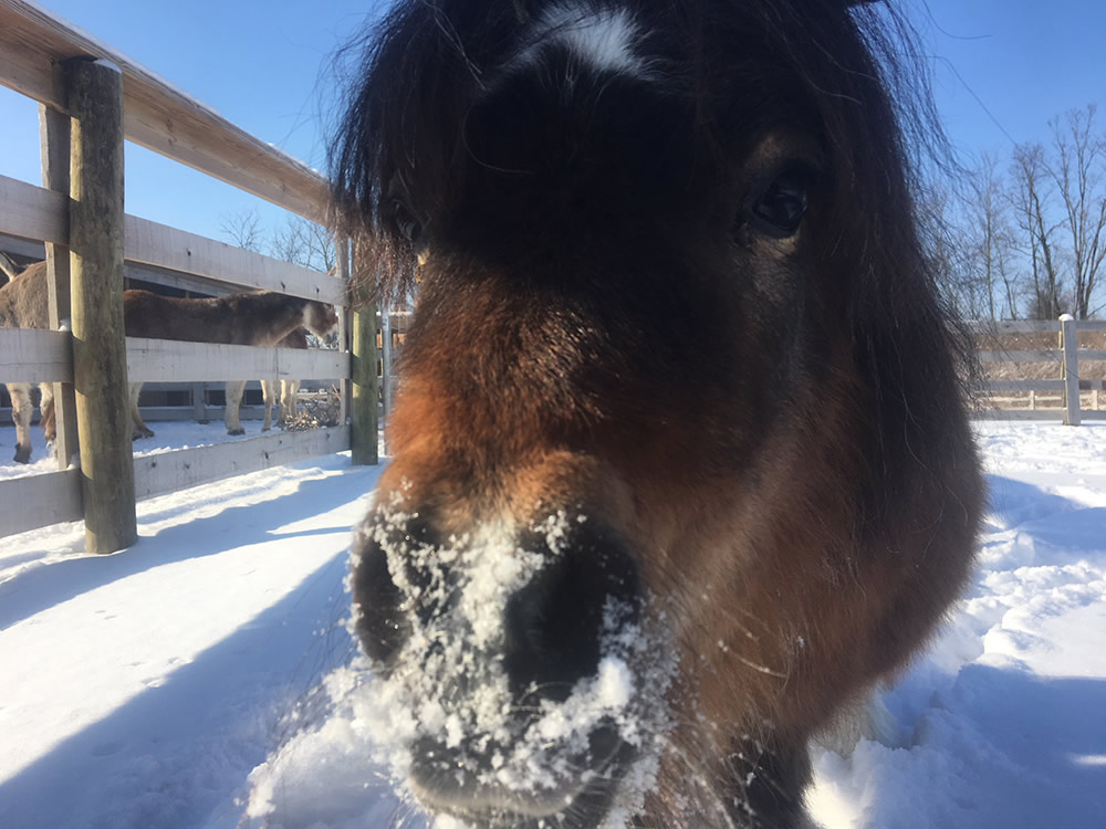 Mini Horse in Snow