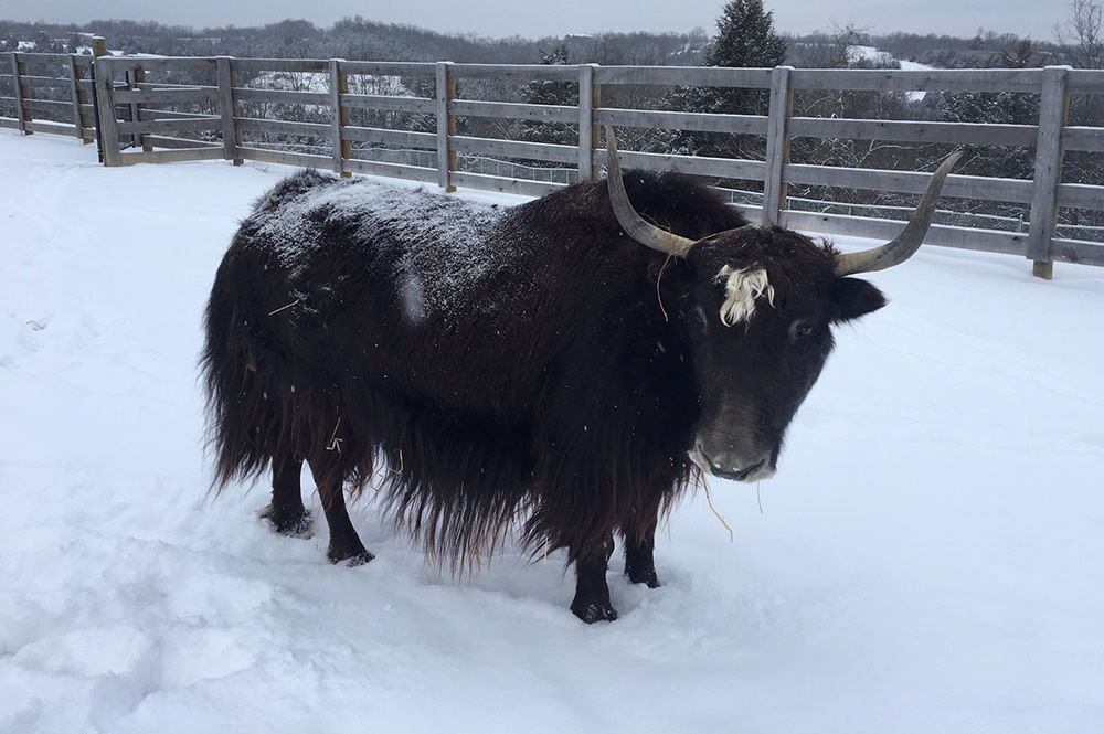 Tibetan Yak in Snow