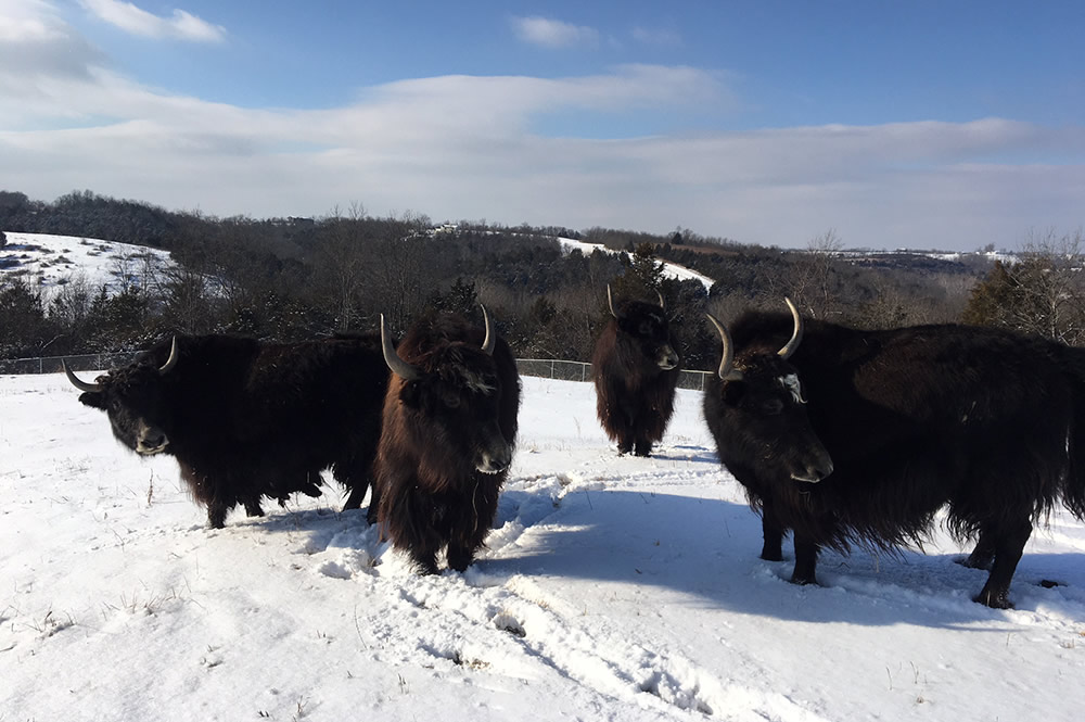 Yaks Playing in Snow