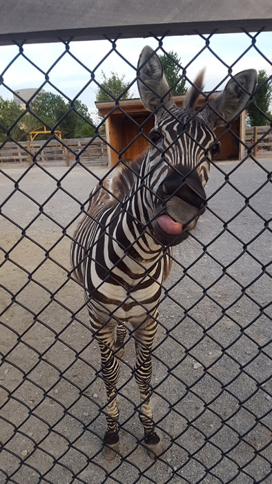 Zebra Kisses