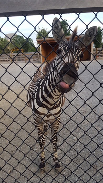 Zebra Kisses