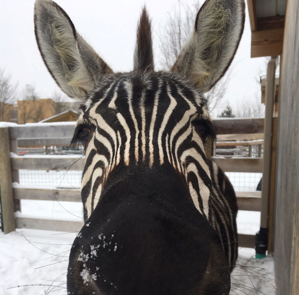 Zebra Playing in Snow