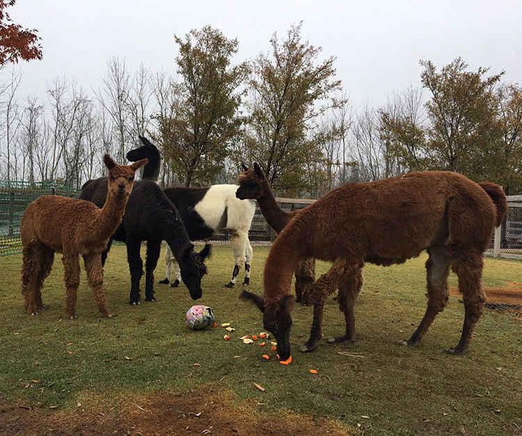 Alpacas and Llamas