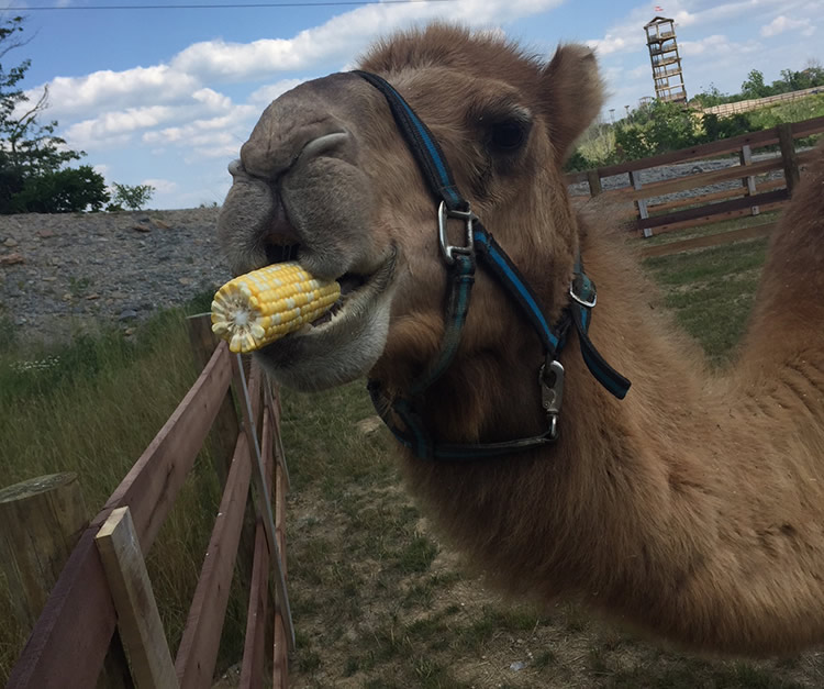 Archie the Camel