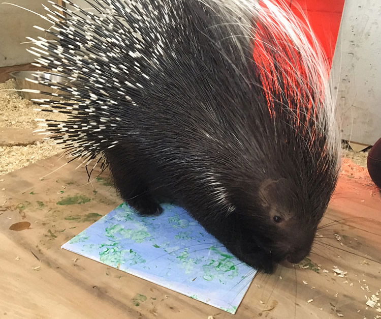 Gideon the African Crested Porcupine