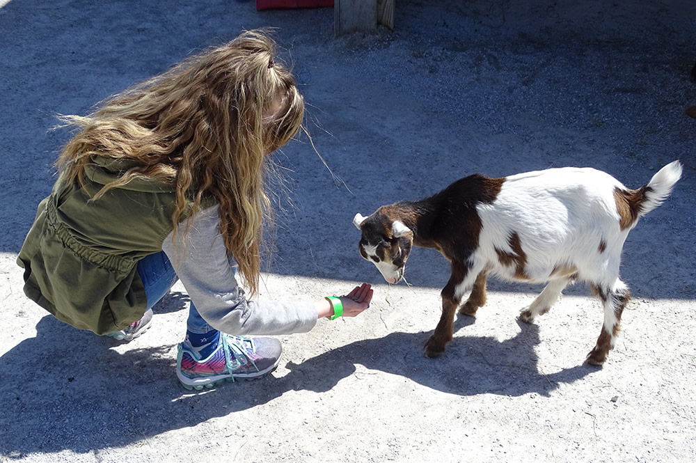 Girl Feeding a Goat